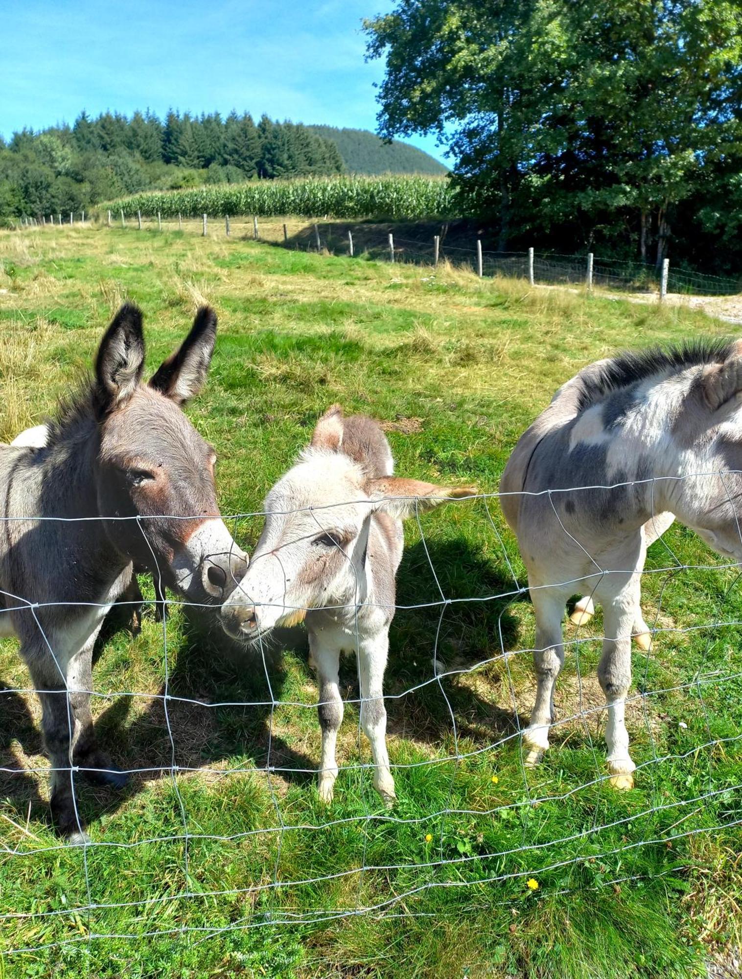 Vila La Petite Ferme La Chapelle  Exteriér fotografie